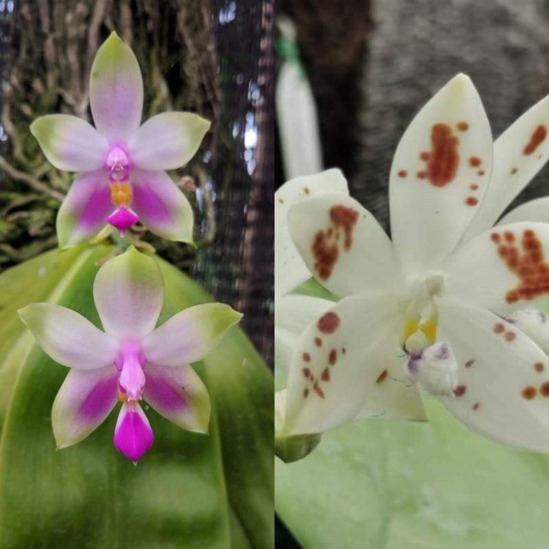 Phalaenopsis Tetrabel (bellina x spesiosa coffee spot)