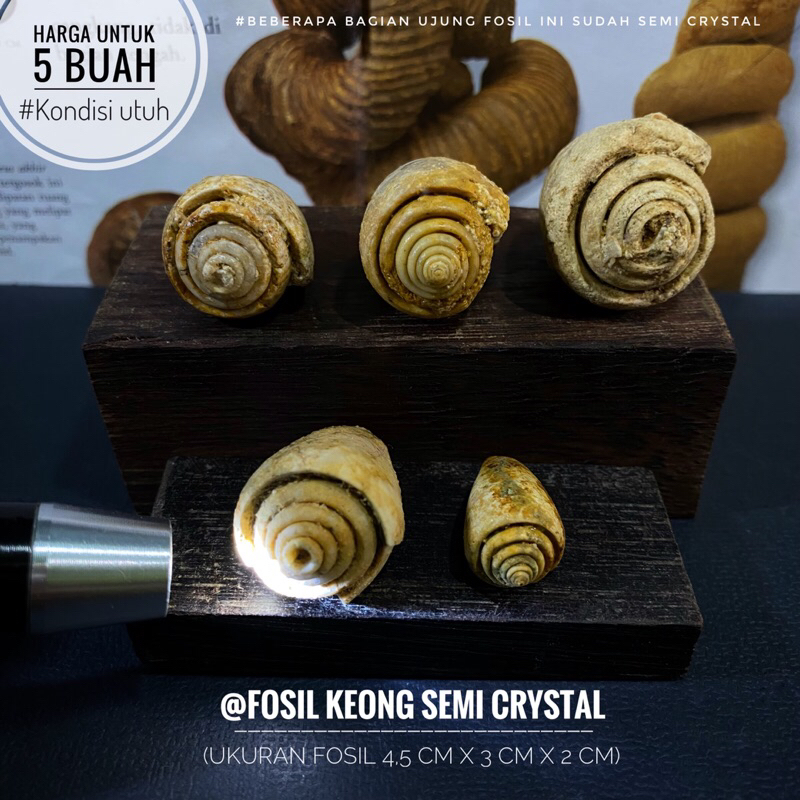 Fosil Keong Purba Semi Crystal B97 atau Fosil Kerang atau Fossil Gastropoda Natural atau Fosil Hewan