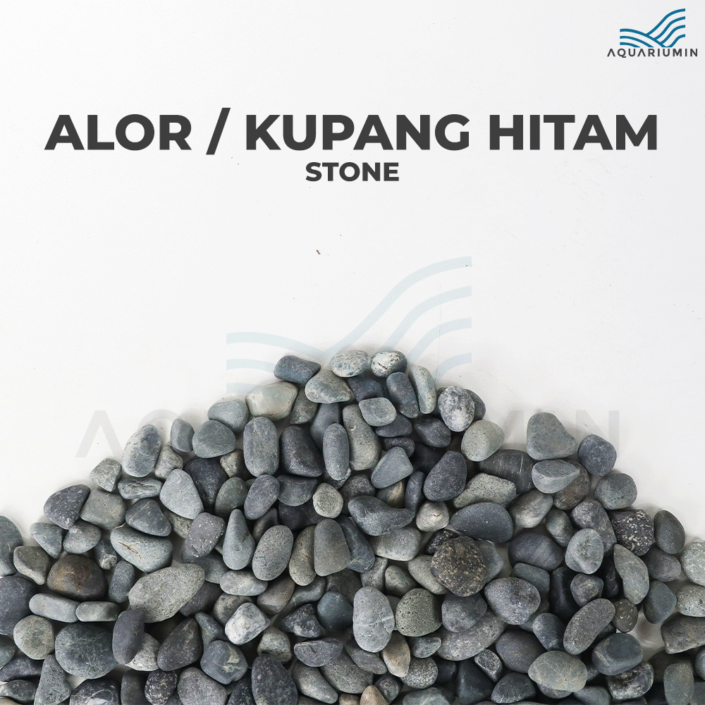 Batu Kupang / Batu Alor Hitam Aquarium / Aquascape