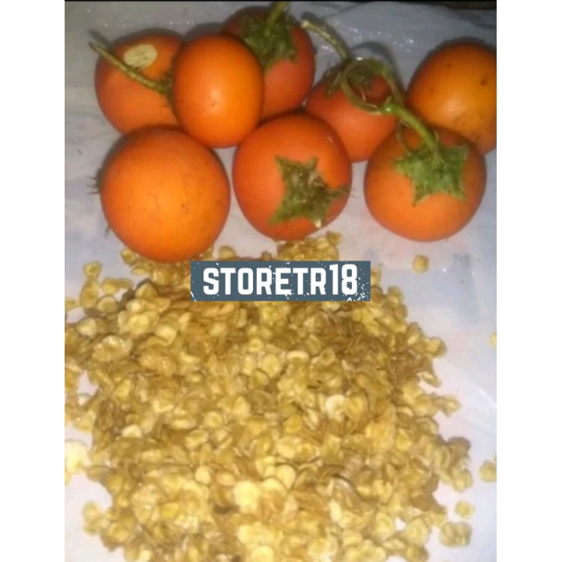 Benih Biji Terong Pari Isi 100 Biji Terong Duri Hutan Siap Tanam