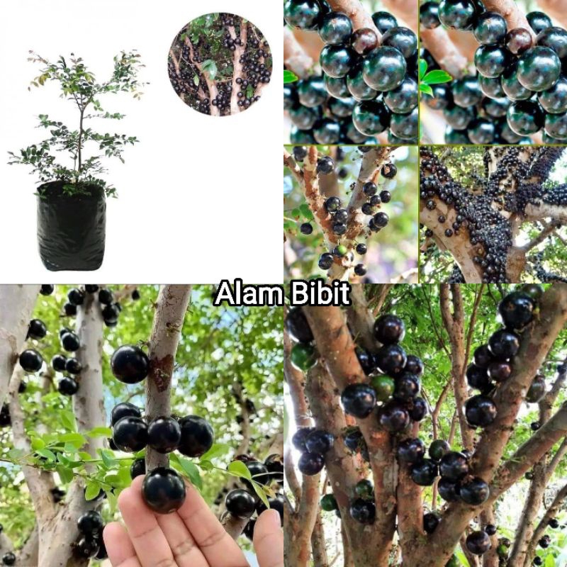 BIBIT ANGGUR POHON BRAZIL OKULASI INDUKAN BERBUAH