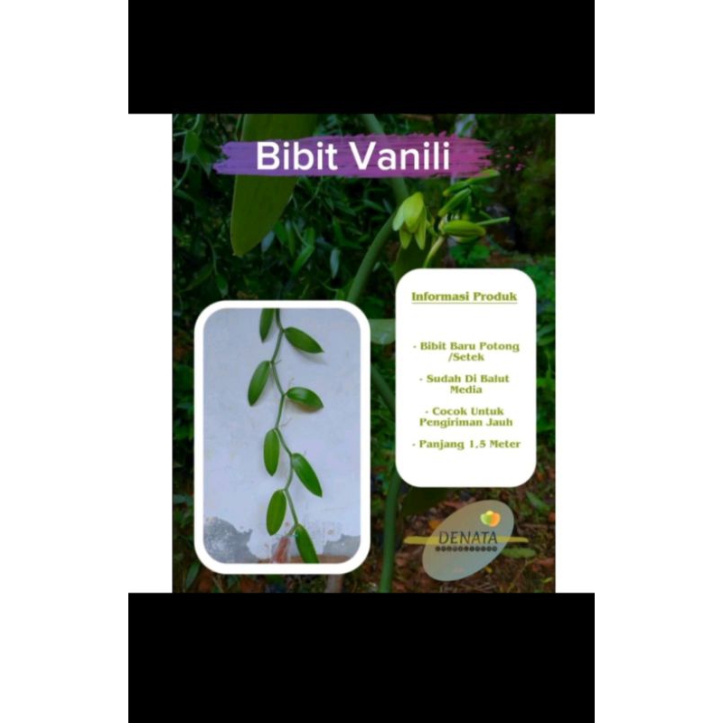 bibit vanili freshcut paket 100 biji 1.5 meter