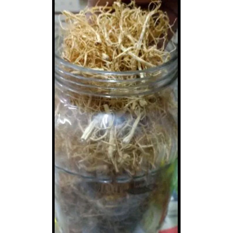 

AKAR GINSENG PREMIUM ASLI YANG SHEN XU SOM CHIU 100GR