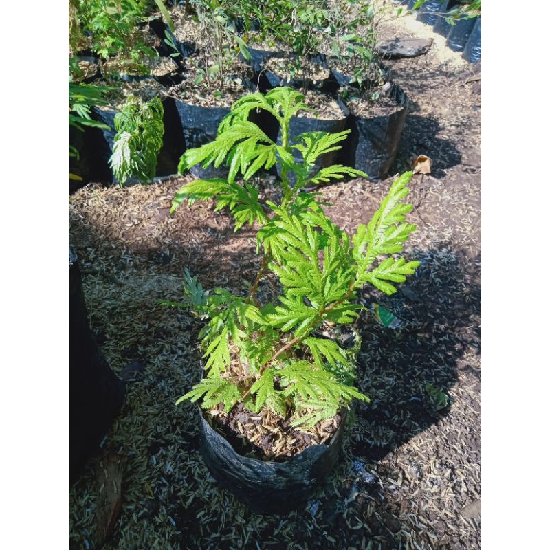 Tanaman cakar ayam bibit tanaman herbal cakar ayam