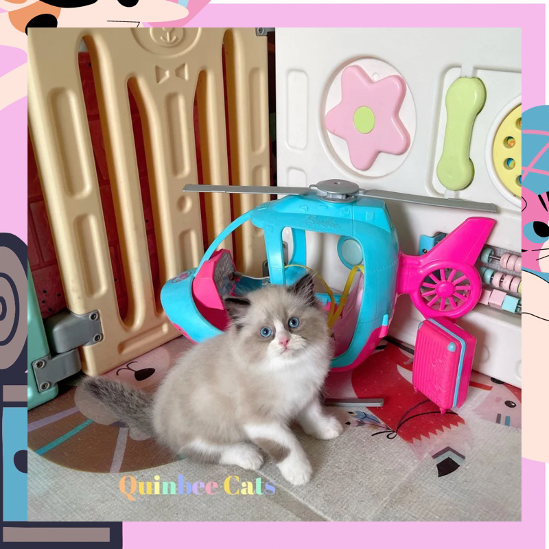 Kucing Ragdoll simetris jantan Chocolate Cinnamon White