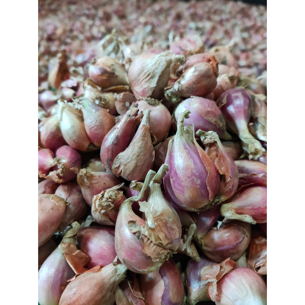 

BAWANG SUMENEP SUPER ASLI BESAR-BESAR 1KG