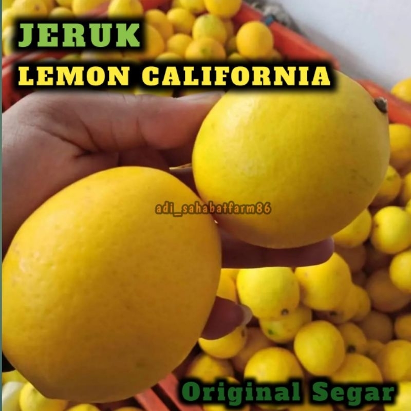 

Jeruk LEMON CALIFORNIA Segar Super 1kg - Dari Dataran Tinggi Dieng