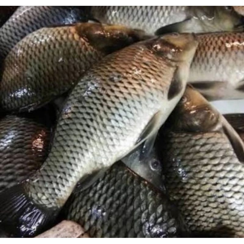 

Ikan mas fresh(isi 4-10)