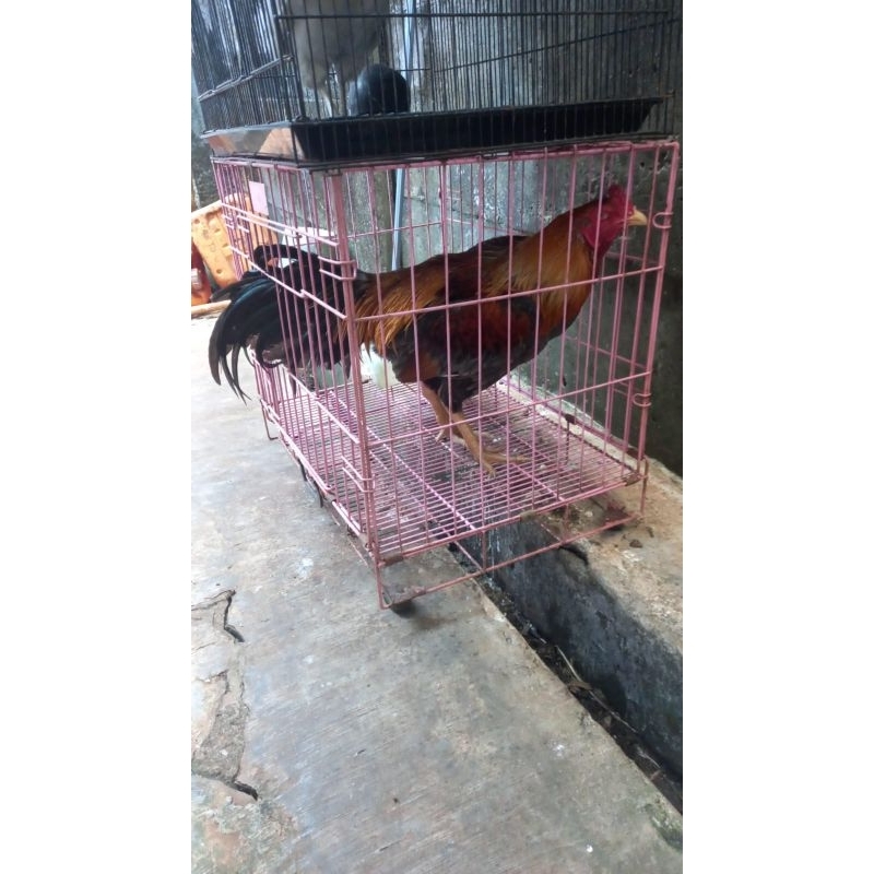 Ayam Jago Bangkok Hidup 1