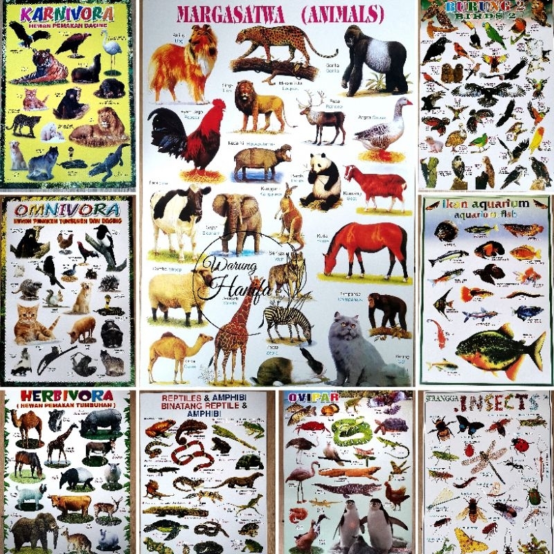 Poster Edukasi Anak / Hewan Buas / Hewan Jinak / Karnivora / Omnivora / Herbivora / Dll