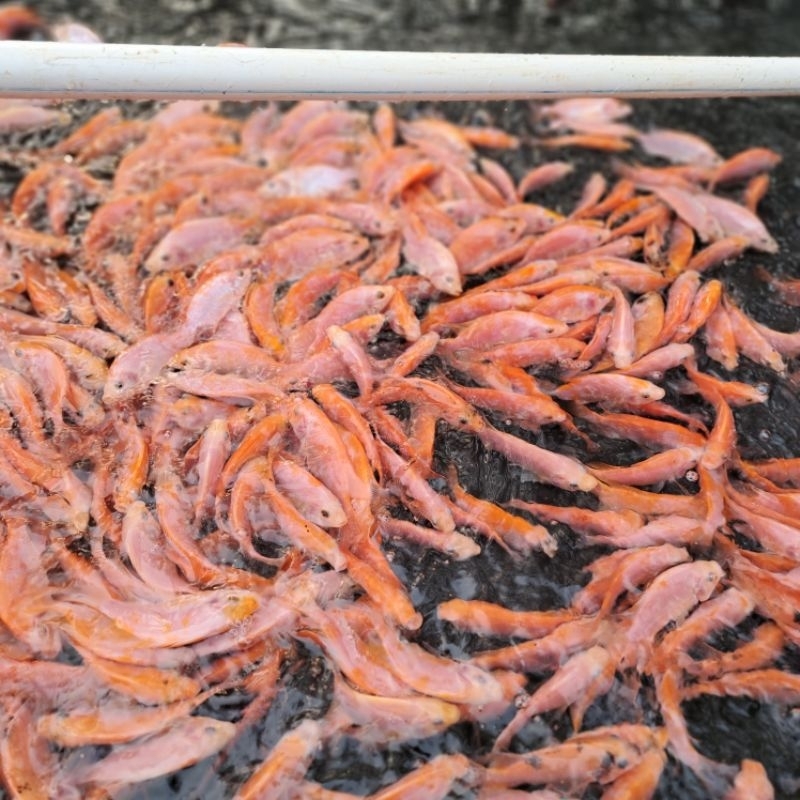 BIBIT IKAN NILA MERAH MONOSEX BANGKOK SEHAT LINCAH