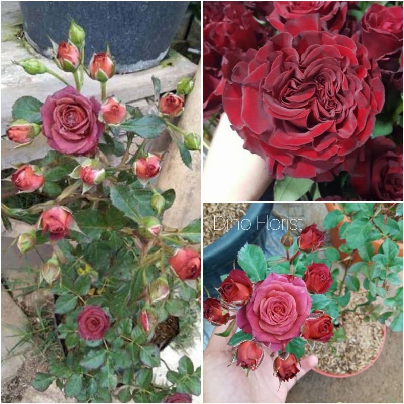 Tanaman Hias Bunga Mawar Import RED CHOCOLATOS