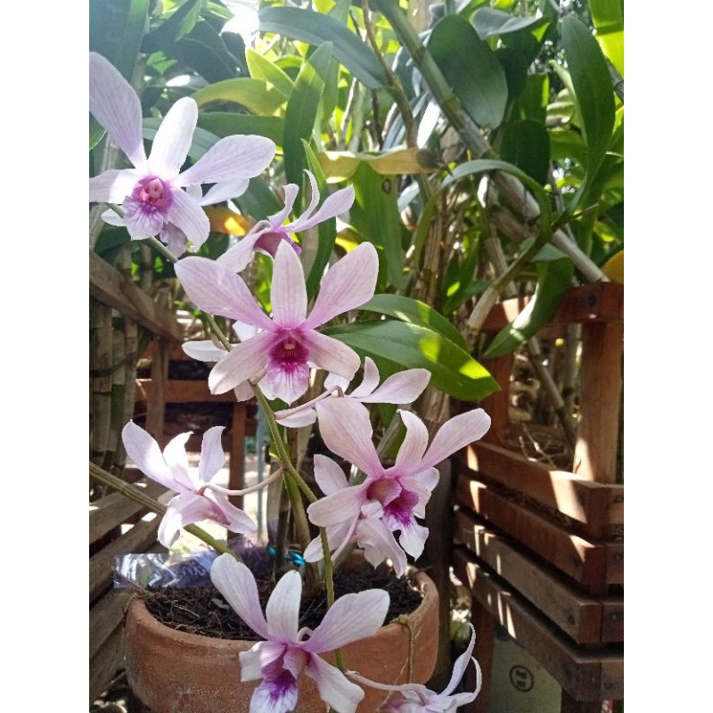 anggrek dendrobium albertine/ anggrek jadulan ekonomis