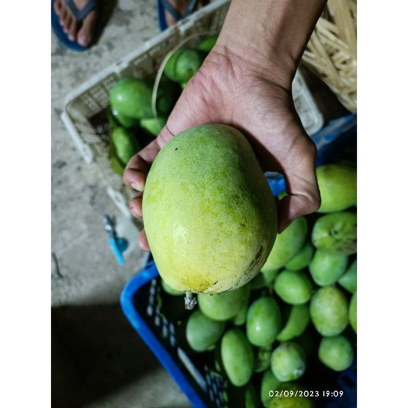 

mangga cengkir mengkel