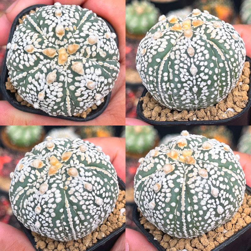 Kaktus astrophytum Super kabuto 5ribs Fukuryu