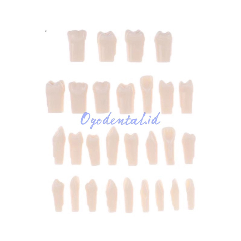 Dental Model Gigi Phantom / Gigi Artificial Model Study