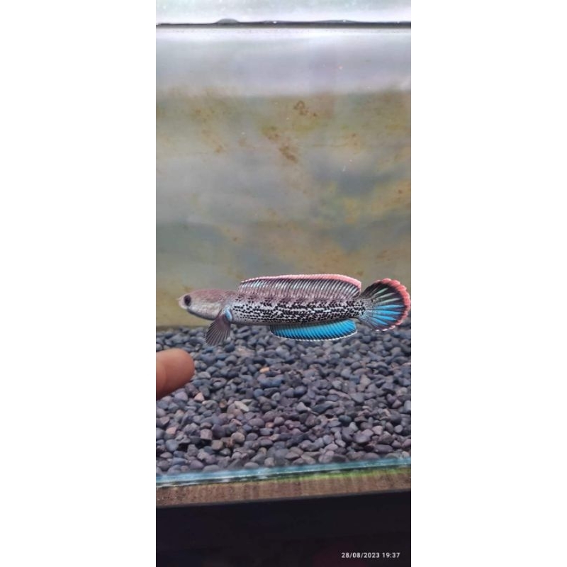 

Ikan Chana Stewarti Grade A