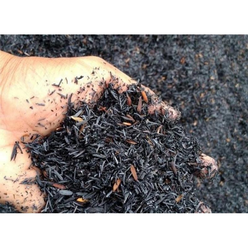 SEKAM PADI BAKAR/SEKAM PADI HITAM/PUPUK ORGANIK/MEDIA TANAM/PENYETABIL PH TANAH/PENETRALISIR TANAH/P