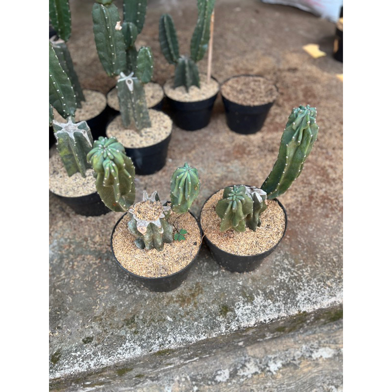 Tanaman hias kaktus pagoda bercabang - Kaktus lilin bercabang