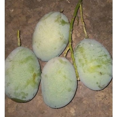 

PAKET GRADE A MANGGA MADU KEMAMPO MASAK POHON