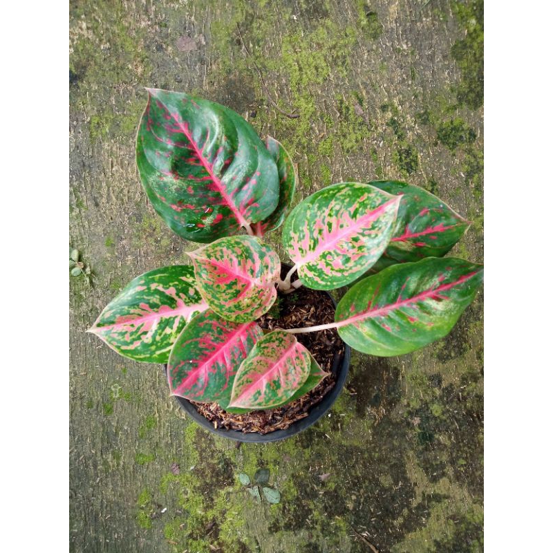 aglonema big papa rumpun 5