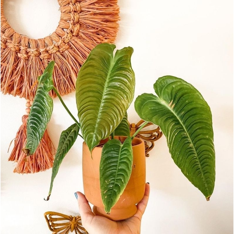 Anthurium veitchii baby