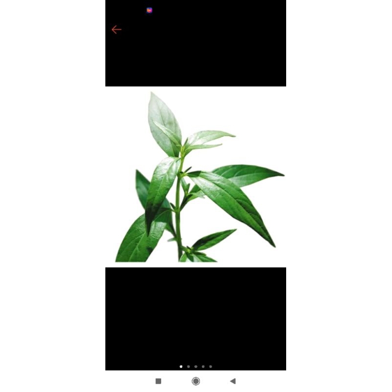 

daun belalai gajah- kalingsir