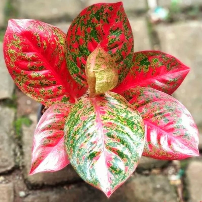 Aglonema Red Stardust - tanaman hias hidup - bunga hidup - bunga aglonema - aglaonema merah - aglonema merah - aglonema murah - aglaonema murah