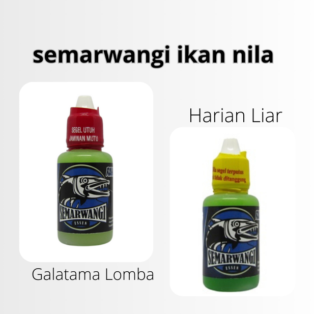 Semarwangi essen ikan nila mujair liar lomba lumut cacing
