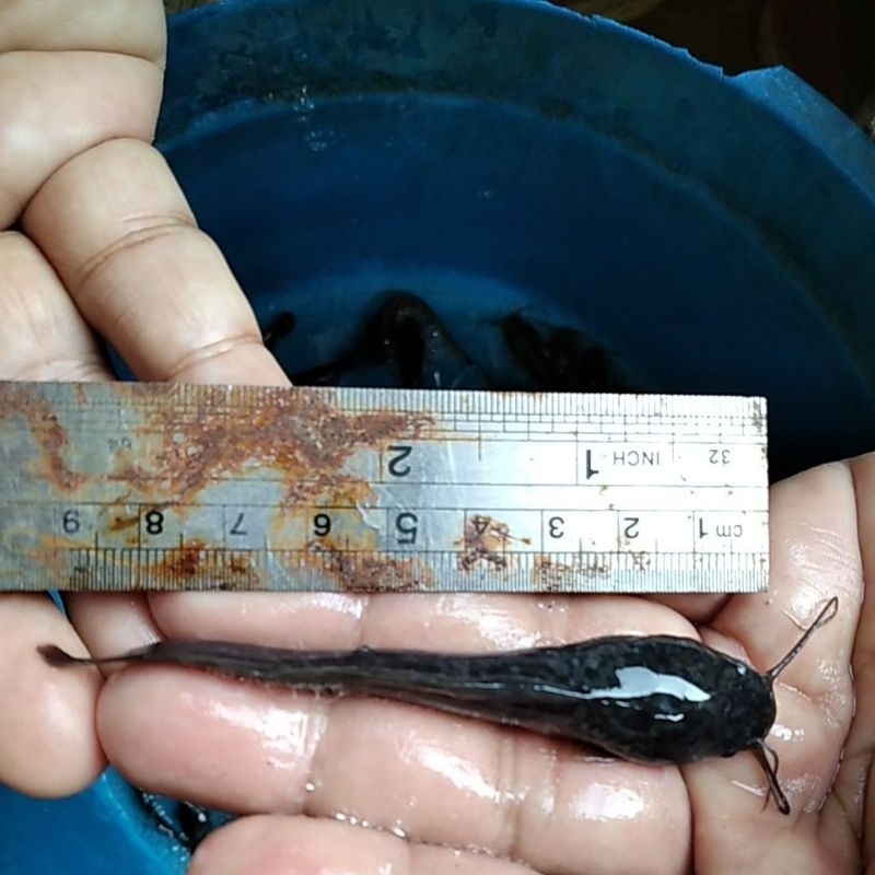 Bibit ikan lele ukuran 8-9cm