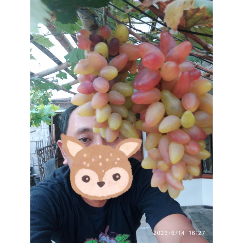 anggur baikonur new/bibit anggur import anggur merah