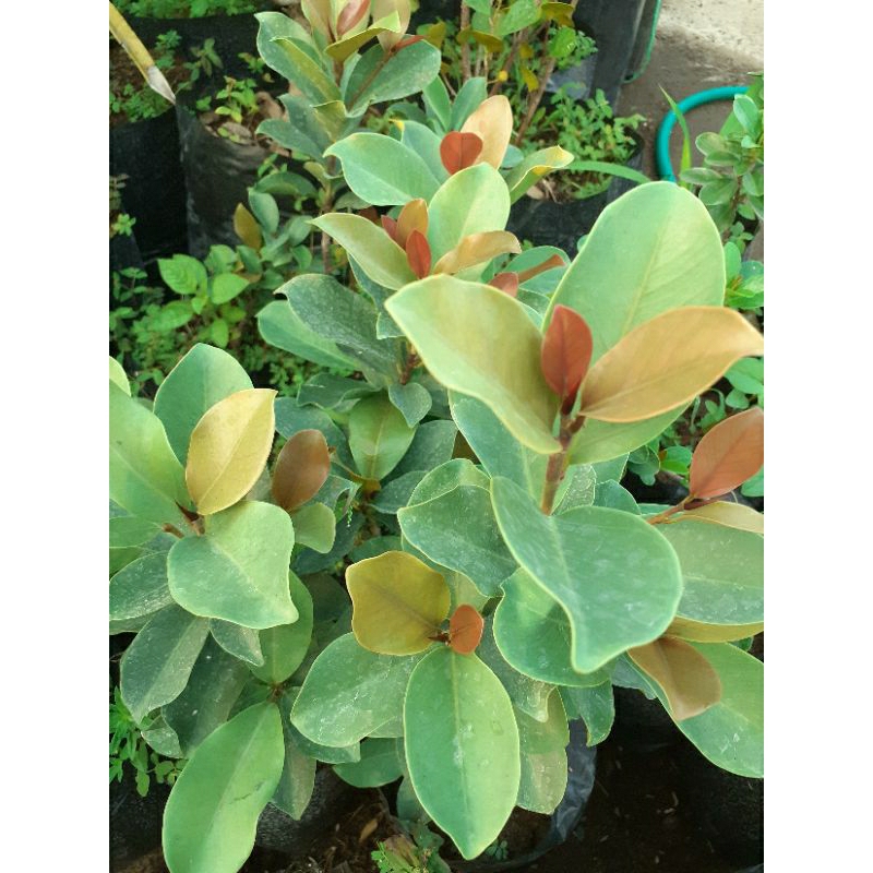 Ficus Silver Mawar