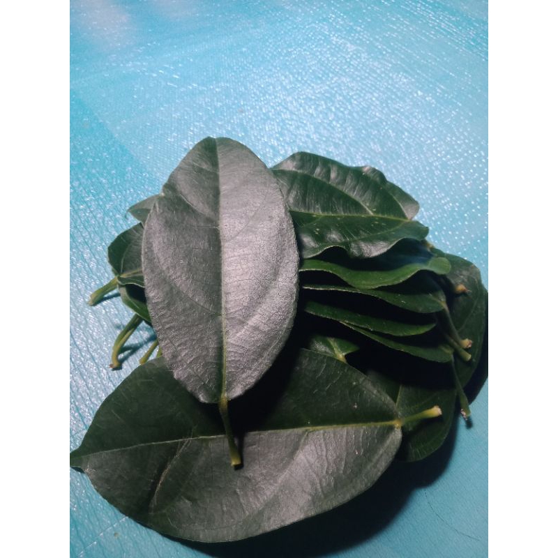

daun cingcau readi/cincau hijau fress/daun cincau kipanas /cincau pohon/250gr