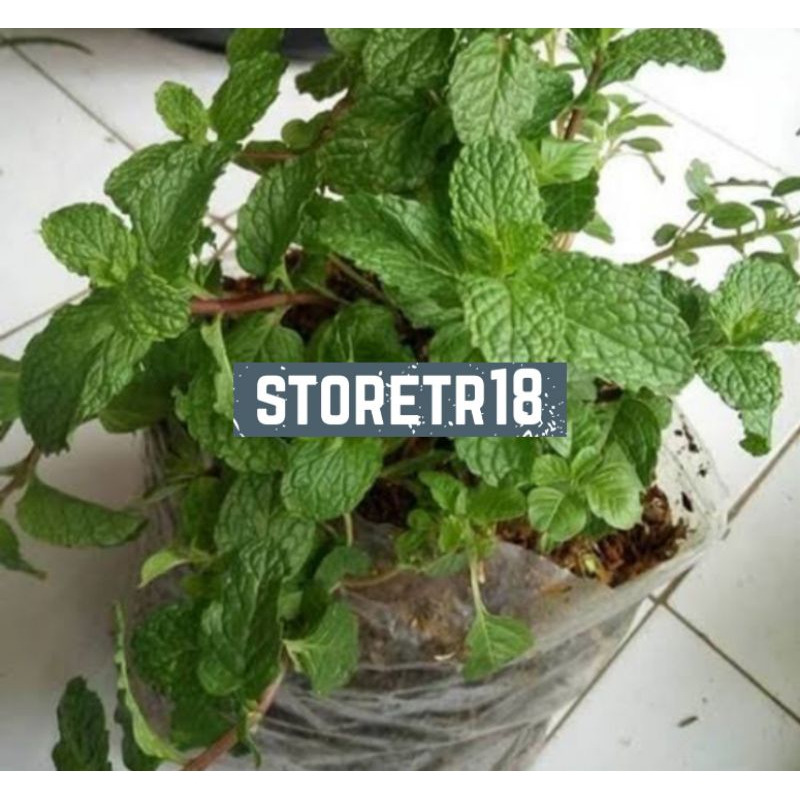 Bibit Benih Tanaman Daun Mint