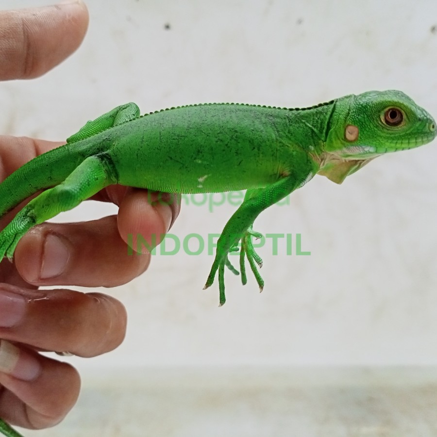 Baby lesser antillean iguana bukan green red blue albino rhino iguana