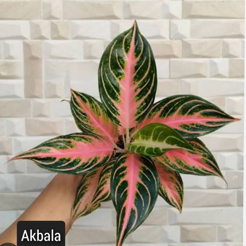 AGLONEMA PINK SUNSET REMAJA