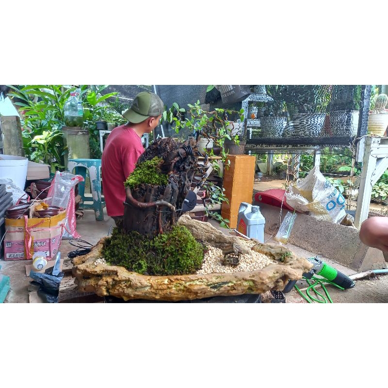 bonsai penjing hulmus micro