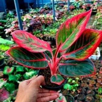 aglonema lipstik kanza