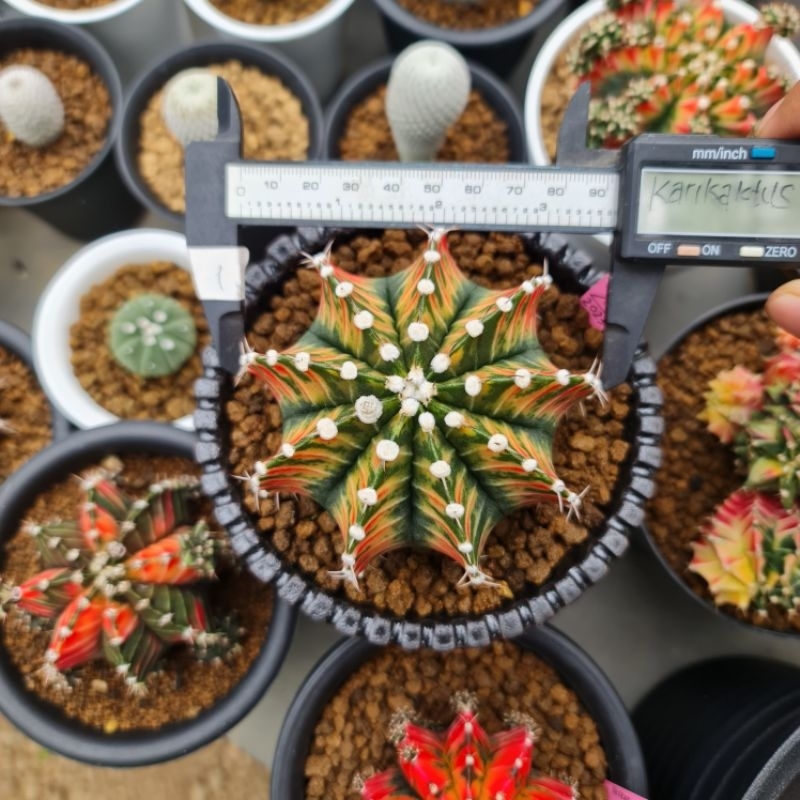 LB Hybrid Var From Seeds