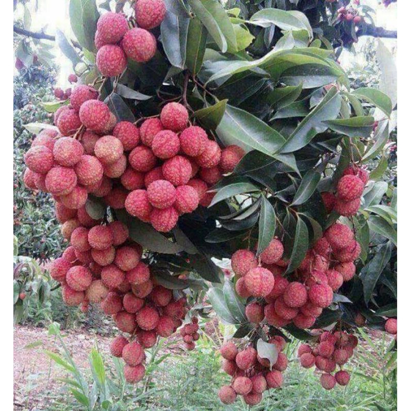 bibit leci merah hasil cangkok cepat bawa bunga buah