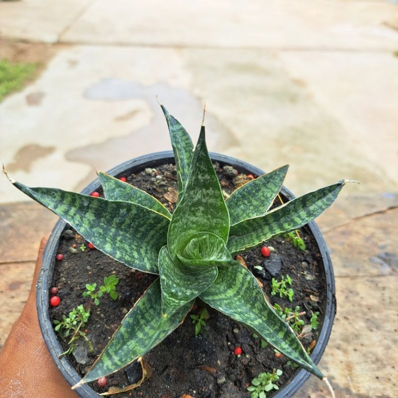 TANAMAN HIAS SANSIVERA CORDOVA LIDAH MERTUA