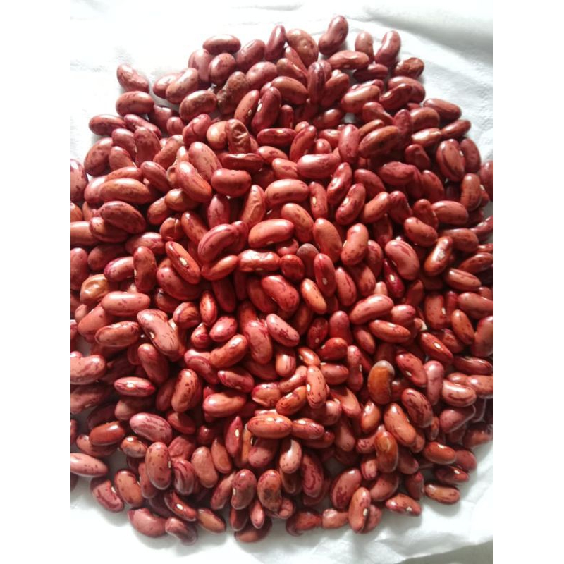 

kacangmerahkering