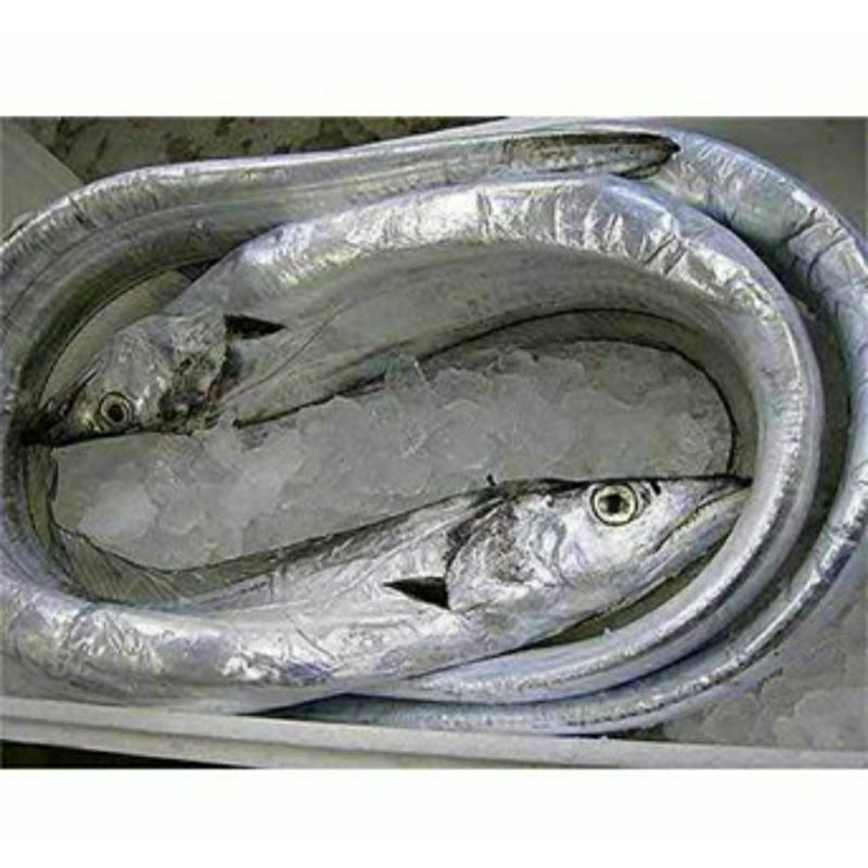 

Ikan Layur Segar / Ikan Fresh / ikan Banyak Kandungan Gizi / Ikan Semarang