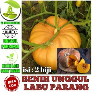 COD Benih Sayuran Labu Kuning Labu Parang Labu Waluh Termurah