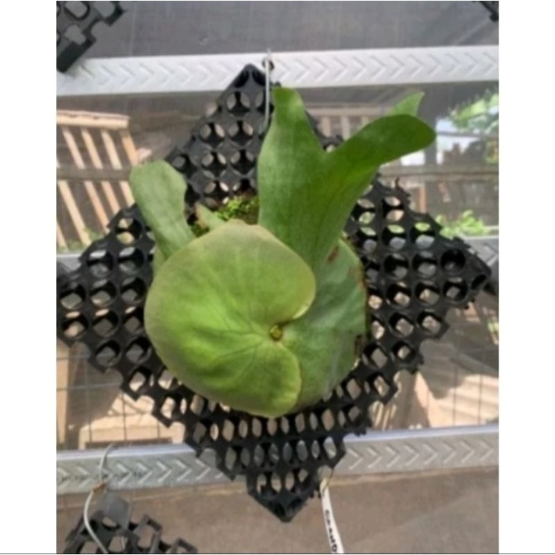 WANDAE KADAKA CORONARIUM MINI. KADAKA TANDUK RUSA