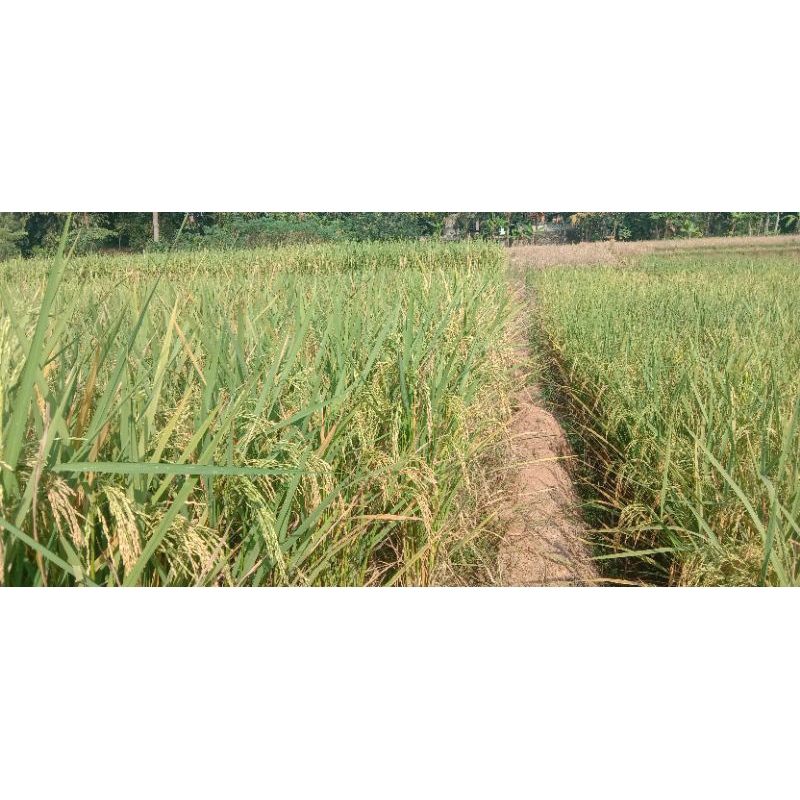 PADI Mr319 anti burung