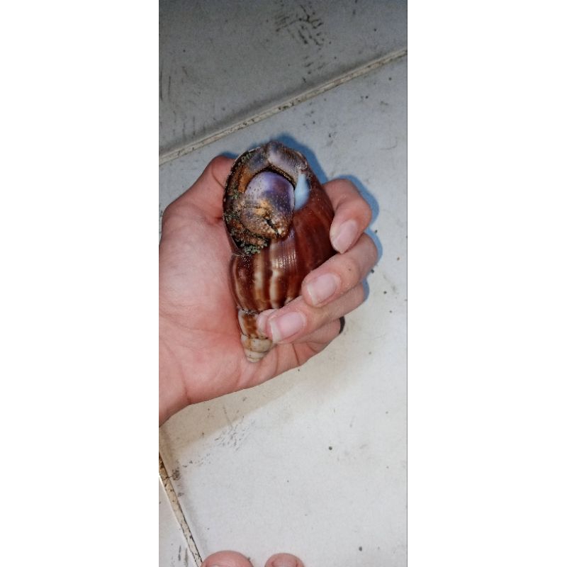 mainan kelomanh viola jumbo ukuran xxl cangkang bekicot murah