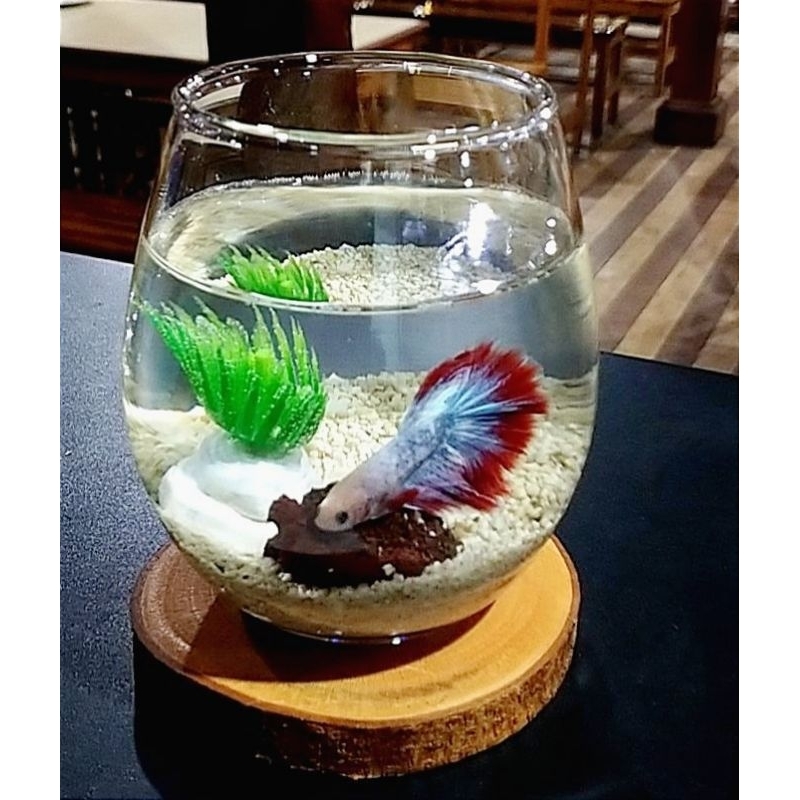 AQUARIUM MINI IKAN CUPANG / TANK BETTAFISH AQUASCAPE / AKUARIUM KACA BULAT AESTHETIC / HIASAN MEJA K