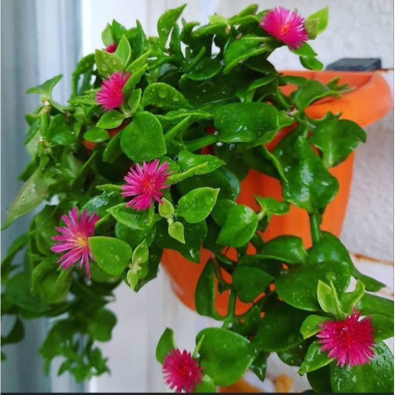 Tanaman gantung hidup tahan cuaca panas