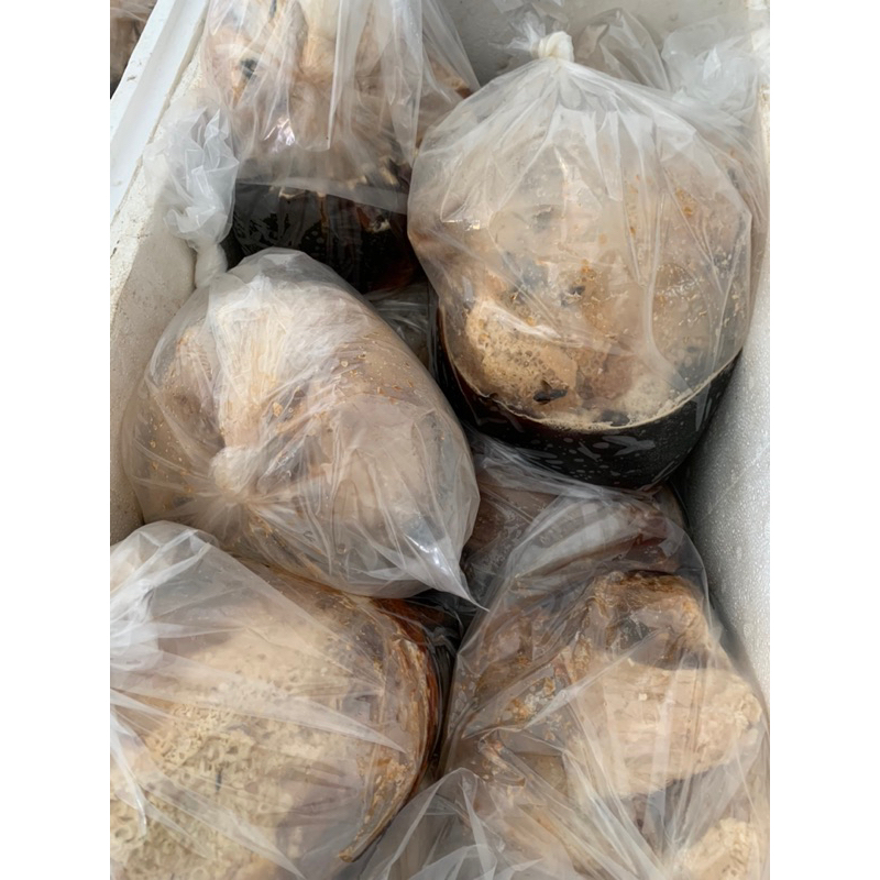 

GRADE A (10KG) Madu Sarang Lebah Hutan (Apis Dorsata) Riau